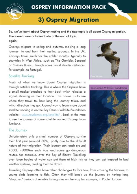 World Osprey Week Day 3 - Migration - Birds of Poole Harbour