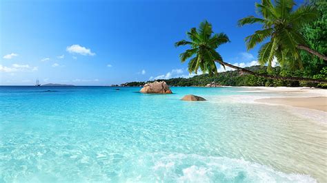 HD wallpaper: coconut tree, nature, landscape, Seychelles, island ...