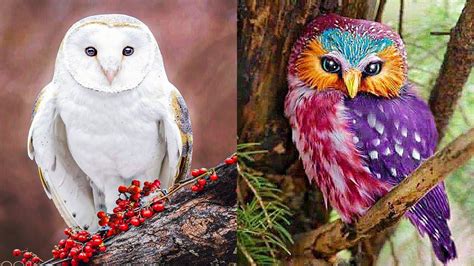 Top 15 Beautiful Owl Species | Simply Amazing Stuff