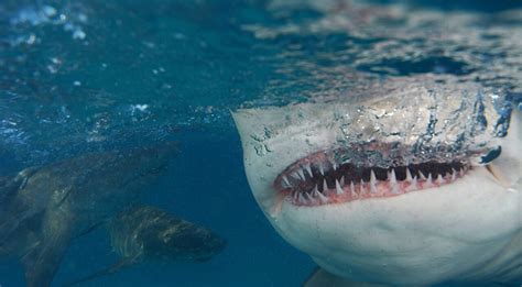 Shark Teeth Facts: Everything You Need to Know