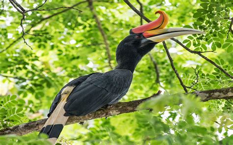 Rhinoceros Hornbill Wallpapers - Wallpaper Cave