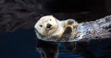 River Otter vs Sea Otter: 5 Key Differences - A-Z Animals