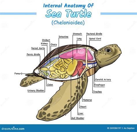 Internal Anatomy of Sea Turtle Stock Vector - Illustration of ...