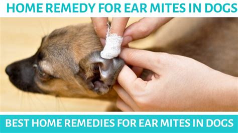 How To Cure My Dogs Ear Mites