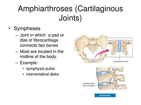 Amphiarthrosis Joints Examples