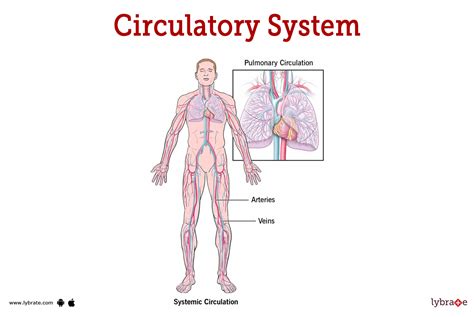 Circulatory System Organs And Functions