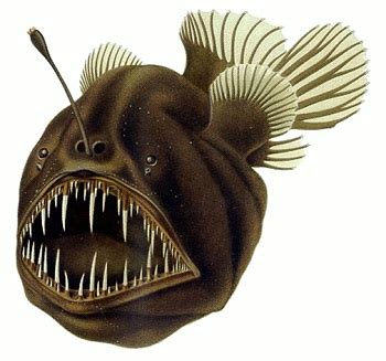 Anglerfish Facts: Lesson for Kids - Lesson | Study.com