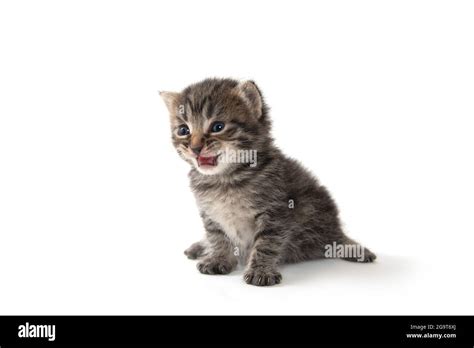 Baby kitten crying hi-res stock photography and images - Alamy