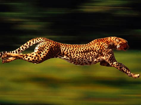 Finding Neverland Blog: Top 10 Fastest Animals