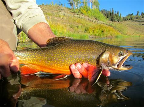 Colorado Trout Hunters – The Venturing Angler