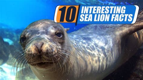 10 Interesting Sea Lion Facts