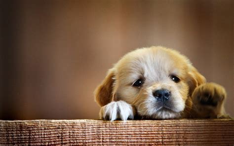 Cute Dog Wallpapers - Top Free Cute Dog Backgrounds - WallpaperAccess