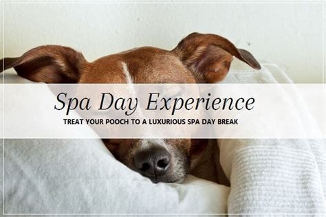 Pooch Spa Day Experience | Pooch Dog Spa News