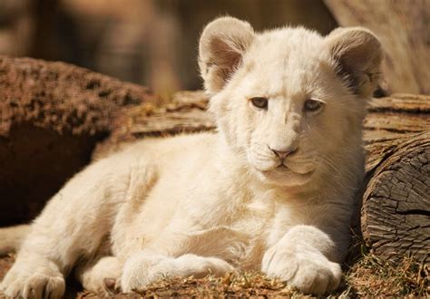 Lion cubs - All the important baby lion facts you should know