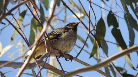 Endangered songbirds are losing their chance to learn mating calls ...