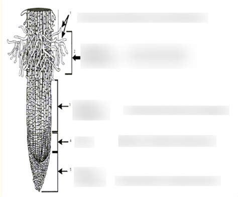 Root Apical Meristem Diagram | Quizlet