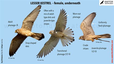 Lesser Kestrel, female underneath – Raptor Identification – The ...