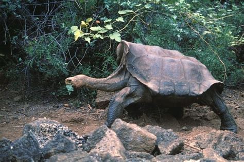 pinta island tortoise... extinct as of june 24, 2012 | Tortoise, Island ...