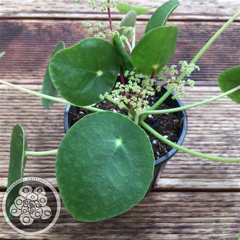 Pilea peperomioides - Chinese Money Plant – Succulents Australia Sales