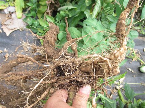 Control Root-knot Nematode in High Tunnels | Purdue University ...