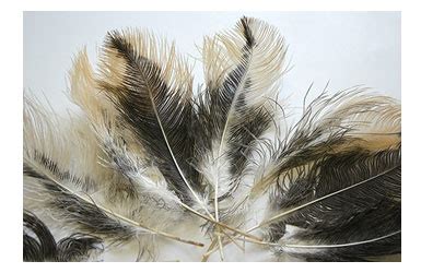 Ostrich Feathers | Ostrich Feather Products | Decorative Feathers ...