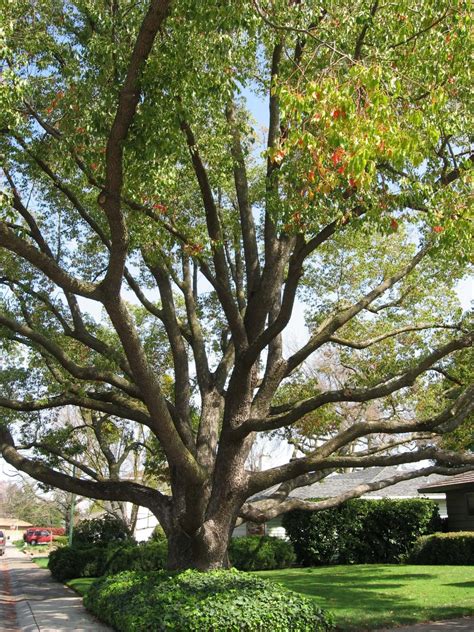 The Camphor Tree - Guide To Growing And Care – MK Library