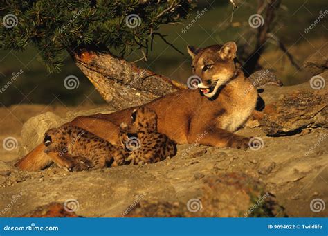 Mountain Lion with Kittens stock photo. Image of cougar - 9694622