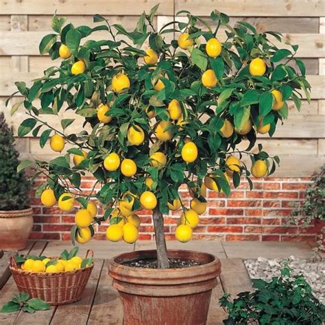 8 Best Indoor Fruit Trees | Fruits to Grow Indoors Year-Round