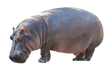 Hippo Png Images Transparent Free Download Png Clear Background