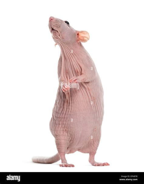 Hairless rat, Rattus norvegicus, against white background Stock Photo ...