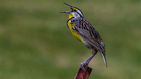 North American Songbirds Identification