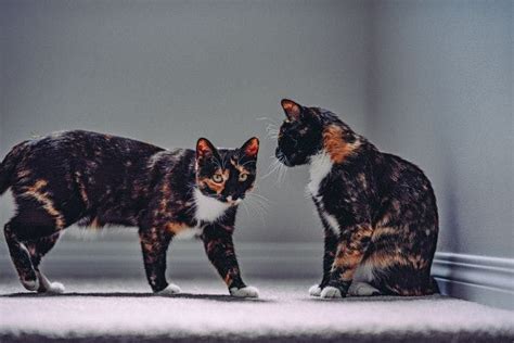 Understanding the Calico Cat Personality: Traits and Characteristics