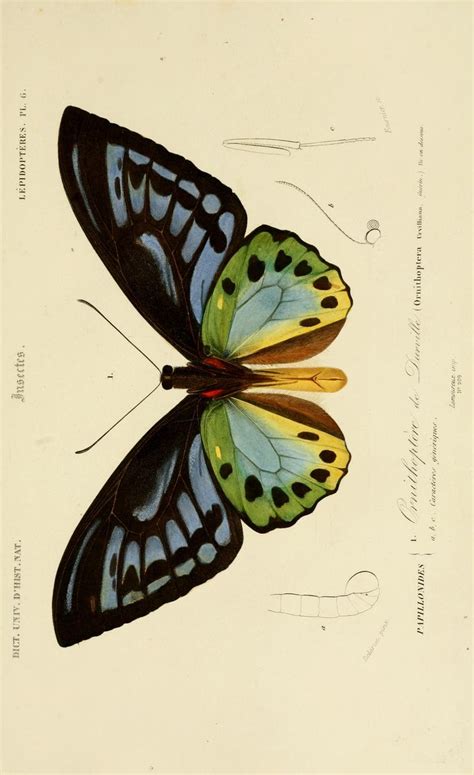 butterfly | Butterfly illustration, Insect art, Butterfly art