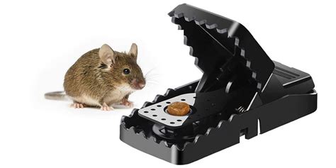 The 10 Best Mouse Traps of 2021 - 2022 | Best Wiki