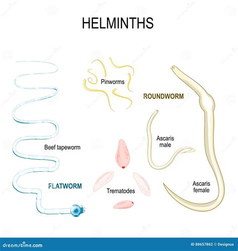 Parasitic Worms Stock Illustrations 139 Parasitic Worms