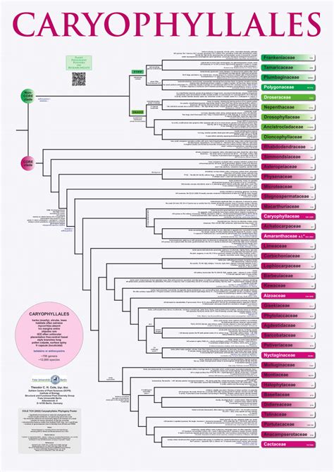 (PDF) Caryophyllales Phylogeny Poster (CPP), 2022/V3