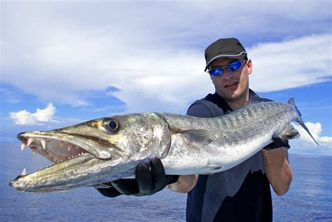 Can You Eat Barracuda and How Does It Taste? - Fishmasters.com