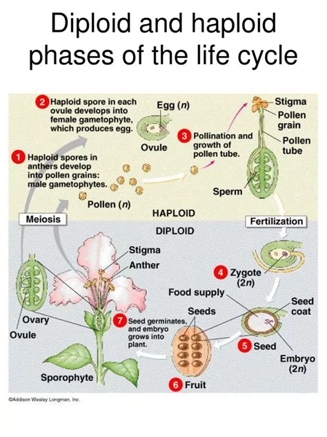 PPT - Diploid and haploid phases of the life cycle PowerPoint ...