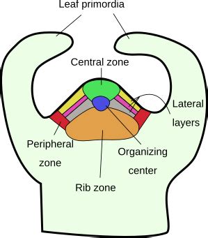 23+ Apical Meristem Diagram - DorinoAlaiham