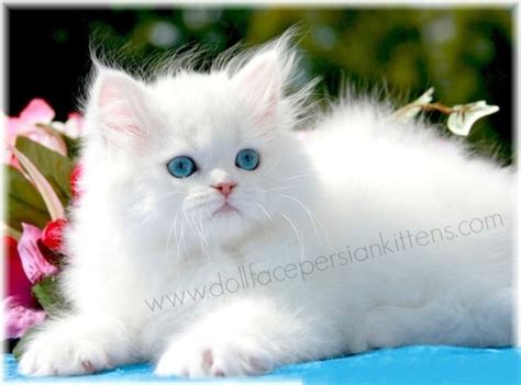 White Persian Kittens | White Persian Cats | White Kittens