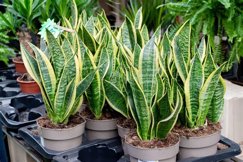 Most Beautiful Types Of Snake Plant Varieties You Can Grow, 51% OFF