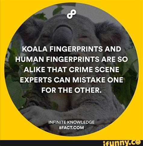 KOALA FINGERPRINTS AND HUMAN FINGERPRINTS ARE SO ALIKE THAT CRIME SCENE ...