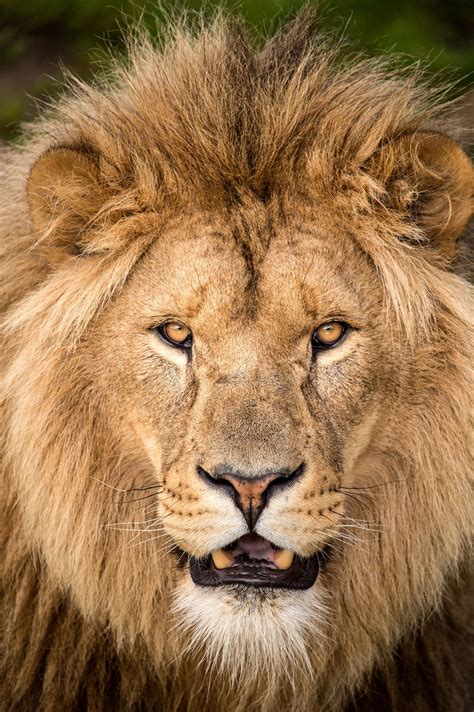 Yorkshire Wildlife Park 14/07/12 | Lion photography, Lion images, Male lion