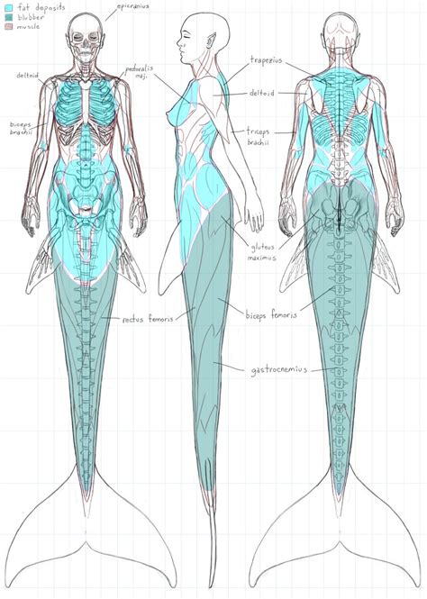 Sub-Species of Mermaids, Tail Examples and Anatomy - Mermaid's corner