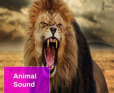 Animal Sound Free MP3 Download | Mingo Sounds