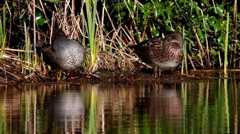 Pair of Gadwall in Habitat. Stock Footage Video (100% Royalty-free ...