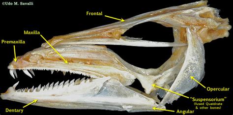 BIO370-Fish Skulls