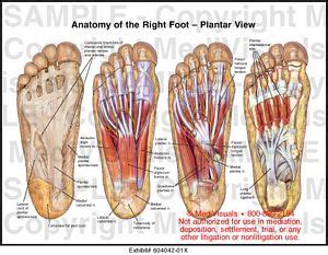 Anatomy of the Right Foot - Plantar View Medical Illustration