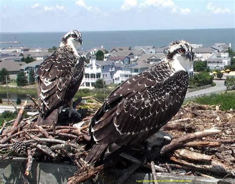 Osprey Fall Migration - Friends of Cape Henlopen State Park