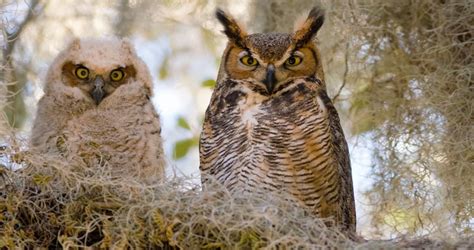 Great Horned Owl Sounds, All About Birds, Cornell Lab of Ornithology